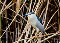 Black-crowned