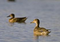 Mallard