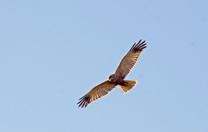 49 50 Saz delicesi Western marsh harrier Circus aeruginosus