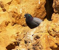 Rock dove