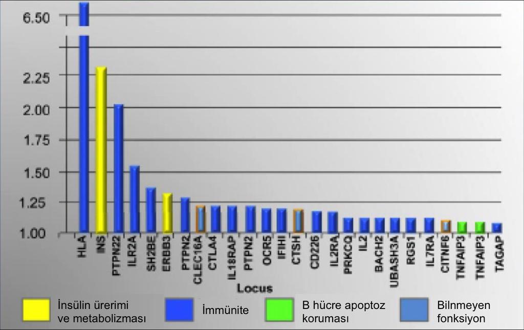 11 Finlandiya da A2, Cw1, B56, DR4, DQ8 haplotipi, diyabetik haplotiplerin %33 ünü oluşturmaktadır [64-66].