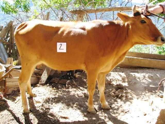 Cattle types were assumed as fixed effect in the analysis. Besides, phenotypic correlations among the body measurements for each cattle type were also estimated.