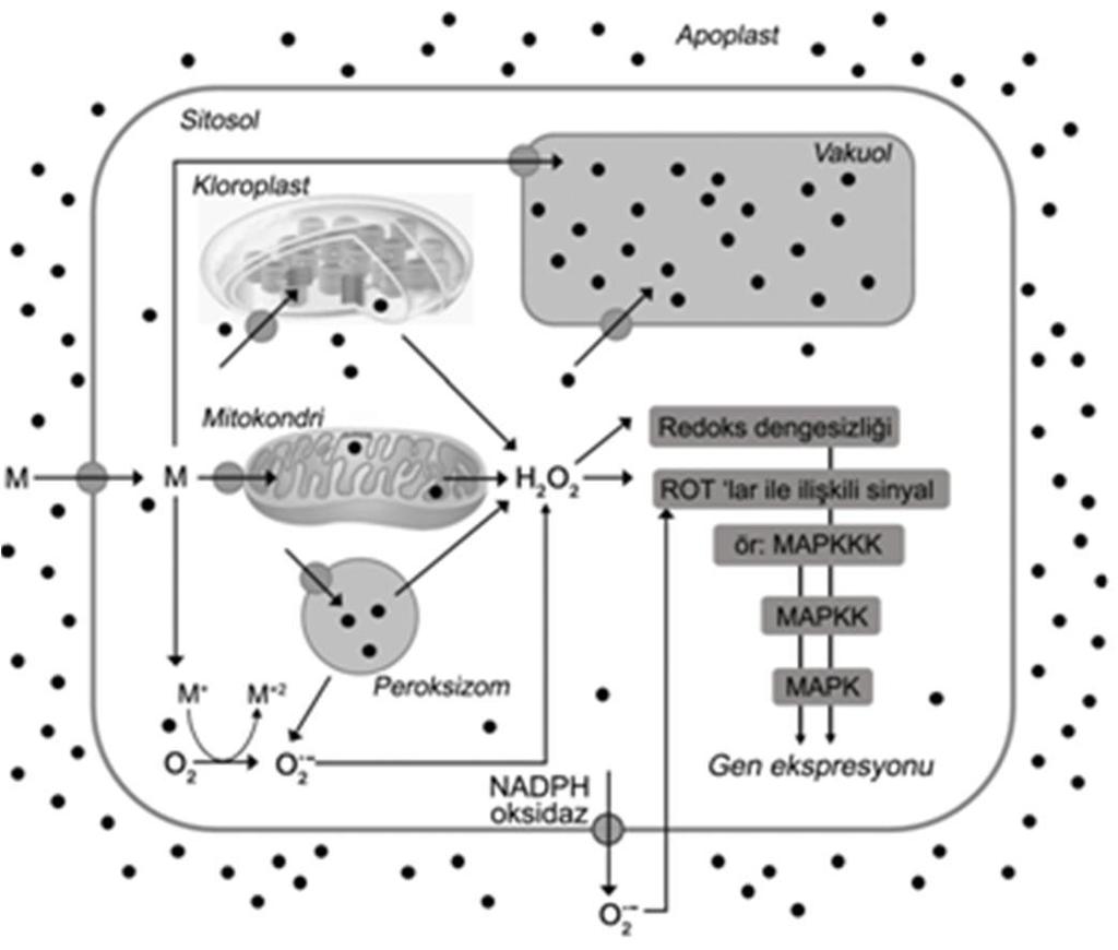Şekil 2.2.Ağır metal nedeniyle oluşan ROT üretim yolları. (siyah noktalar apoplast ve hücre için de biriken ağır metal (M) dağılımını göstermektedir [53] 2.