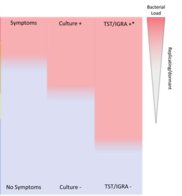 TDT/IGRA +* Bakteri yükü Minimal Subklinik