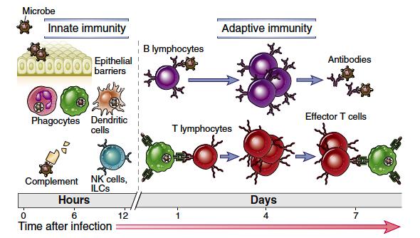 Doğal ve Edinsel İmmün Yanıt Mikrop Doğal immünite Edinsel immünite Epiteliyal bariyerler B lenfositleri Antikorlar