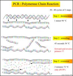 İşlem mikrotüpler içinde yapılır PCR aletlerinde DNA nın çoğaltılması 3 aşamada gerçekleşir 1) denatürasyon (92-95 C/1-2 dak) 2) primerlerin bağlanması (annealing) (50-55 C/1-2 dak) 3) zincirin