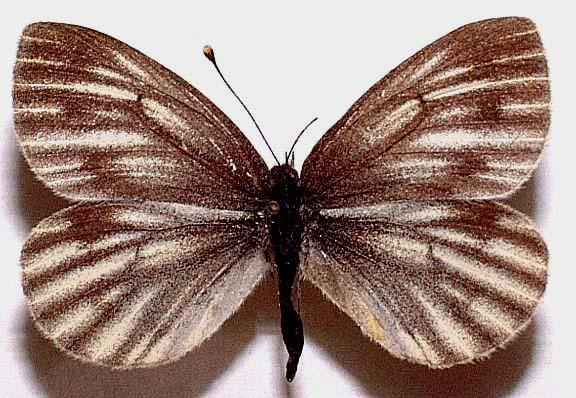 cardamines alexandra underside of male Kazachstan Trans Ili  (Cesa); 5.