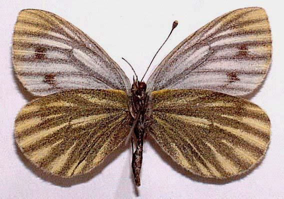 P. napi muchei underside of female Kazachstan Trans Ili  (Cesa) 116