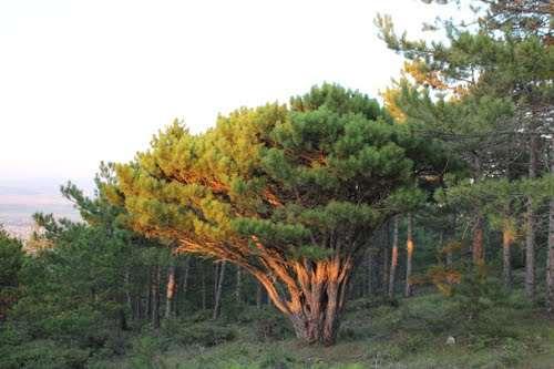 Yöre dağlarının 1500 metreye kadarki kısımları yarı nemcil bölgelerde gördüğümüz karaçam ve saplı meşelerle örtülüdür.