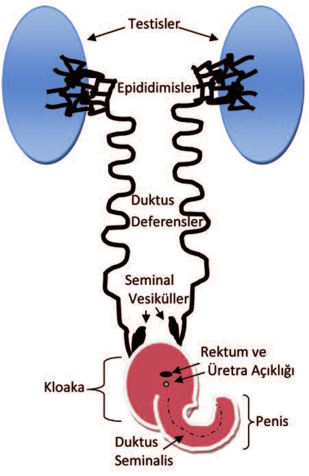 GnRH ın salındığı hipotalamustaki nöronların aktivitesini düzenlemektedir. GnRH memelilerdeki gibi dekapeptid yapısındadır.