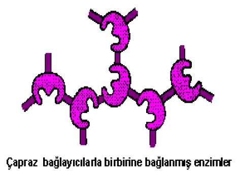 25 Şekil 2.10. Enzim molekülleri arası çapraz bağlama Çapraz bağlama reaktantları olarak gluteraldehit, hekzametilen diizosiyanat, diflorodinitrobenzen sık kullanılır.