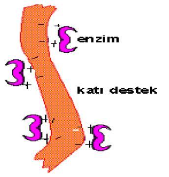 26 adsorpsiyonda immobilizasyondan sorumlu kuvvetler hidrojen bağları, van der waals kuvvetleri ve hidrofobik etkileşmelerdir [55]. Şekil 2.12.