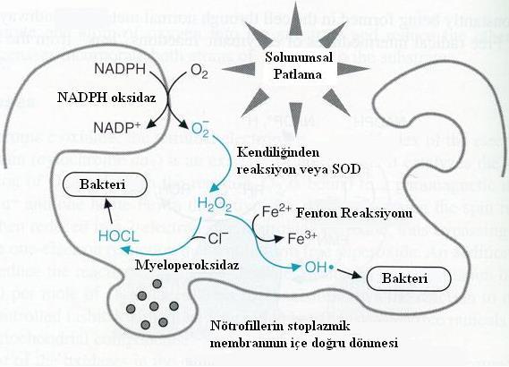 2. 3. Fagositoz Olayı ve Serbest Radikallerle İlişkisi Fagositik sistem; bir mikroorganizma veya yabancı partikülün yakalanarak tahrip edilmesi veya vücuttan uzaklaştırılmasında en önemli ve erken