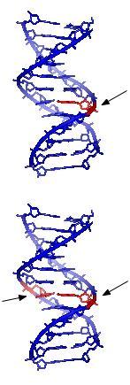 Eğer, yer değiştirme (translokasyon) ve çıkarmalarla (delesyon) A, T, G ve C dizilimi değişecek olursa, gen, bir veya daha fazla yanlış aminoasidin kodu haline gelir.