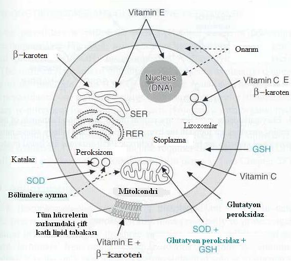 4. 2. Antioksidanların Genel Etki Mekanizmaları Antioksidanlar dört ayrı şekilde etki ederler (Şekil 4. 2) (Bragadottir, 2001; Altınışık, 2006).
