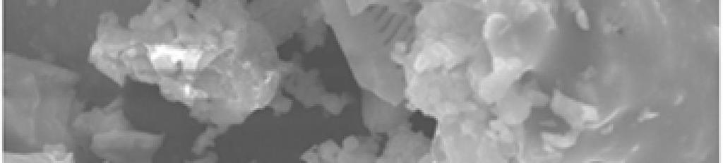 Diyatomit örneklerinin taramalı elektron mikroskop görüntüleri. P 2 O 5 0.046 0.059 0.042 LOI 7.790 0.360 0.064 4.3. Fiziksel Özellikler Şekil 4.