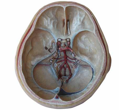 nöroanatomi, göz, kulak Nn. cliares breves M. constructor pupilla Bu yolu takiben oluşan cevap hem ışığın tutulduğu gözde hem de diğer gözde pupilla da daralma (myosis) dır.