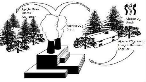 Ağaçlar bir yandan fotosentez esnasında CO 2 emerek, diğer yandan da gölgeleme yaparak