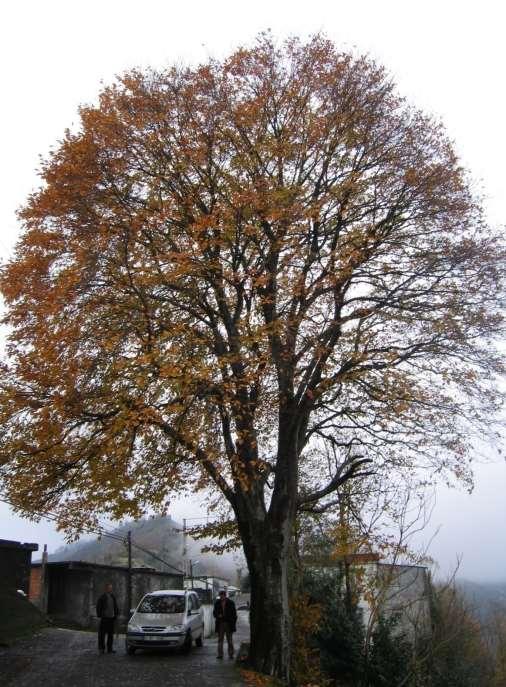 Olgun yaştaki bir Kn ağacının tek başına 10 kişinin yıllık oksijen ihtiyacını karşılayabilmektedir.
