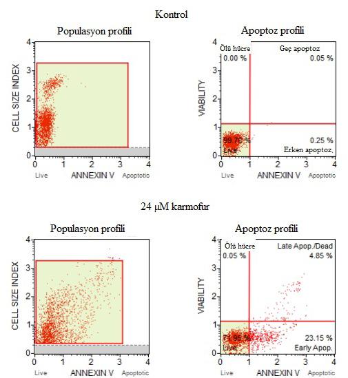 58 ŞEKİL 1: HepG2 hücrelerine 5-60 mikromolar karmofurun 24 saat boyunca uygulanması sonucunda elde edilen hücre yaşam oranları tamı) grubuna göre hücrelerdeki yaşam oranları sırasıyla % 100, 77 (p <
