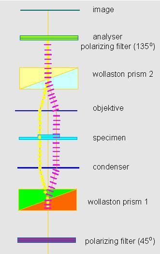 Polarizasyon Mikroskobu Normal ışık mikroskobuna ışığı