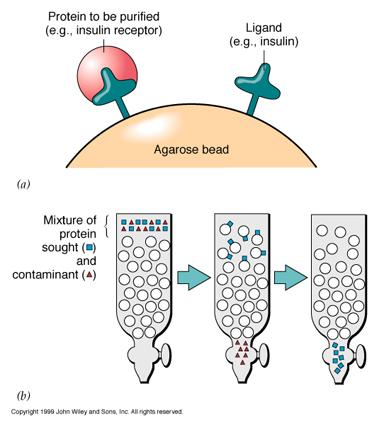 Yöntemin, ligand ile ayrılacak protein arasındaki