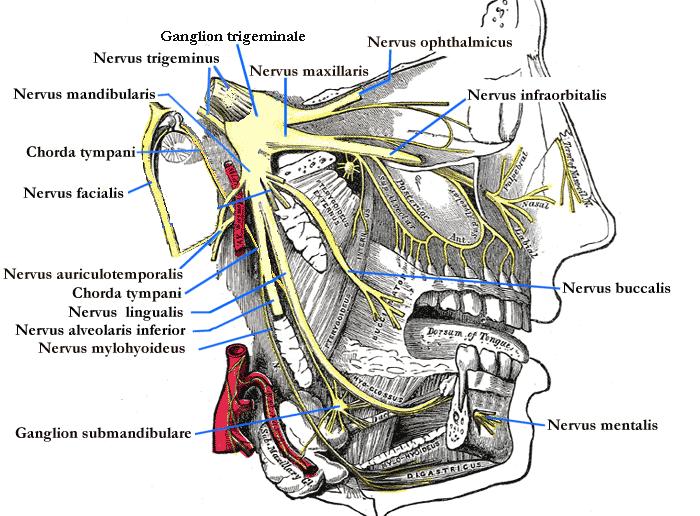 Şekil 1.2. Trigeminal sinir ve dalları (http://saglikkaynagim.com) Fasial sinir Yedinci kafa çifti olan fasial sinir motor, duyu ve parasempatik sinir liflerinden oluşur.