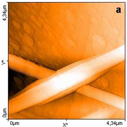 Şekil 4.58 : P(AN-ko-VAc) nanolifleri (a) iki boyutlu ve (b) üç boyutlu AFM görüntüsü. Şekil 4.58 de P(AN-ko-VAc) nanoliflerin yüzey morfolojisi gösterilmiştir.