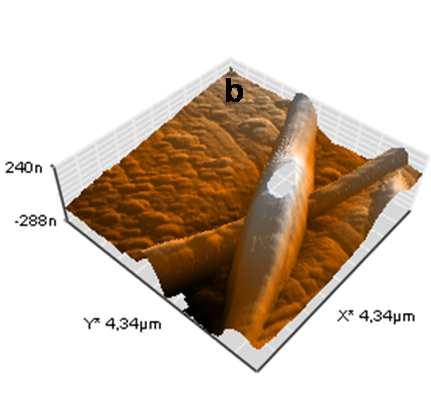 59 : P(AN-ko-VAc)-PNMPy kompozit nanolifleri (a) iki boyutlu ve (b) üç boyutlu AFM görüntüsü. Şekil 4.
