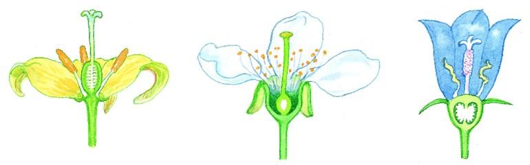(Ovaryum Durumu) Hipogin Perigin Epigin 57 G G G 58 Çiçek Simetrisi: Sepal ve petaller, biçim ve büyüklük bakımından birbirine bener, çiçeğin orta
