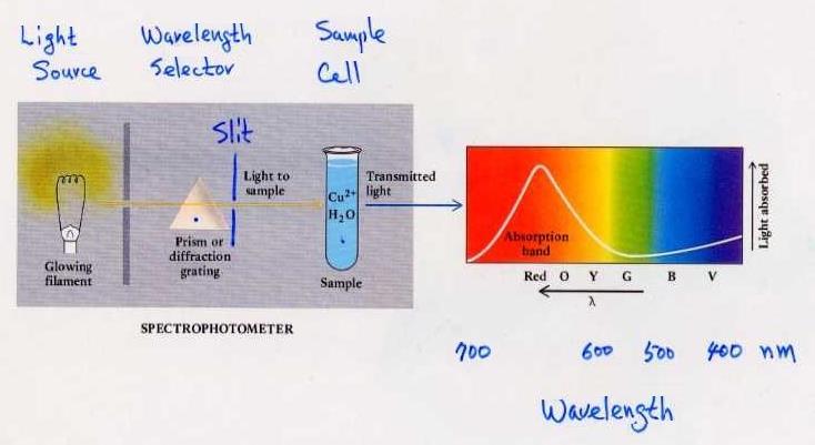Spektrofotometrelerde kullanılacak ışık, çözeltinin kuvvetli absorpladığı dalga boyunda seçilir; örneğin kırmızı renkli sıvı için yeşil dalga
