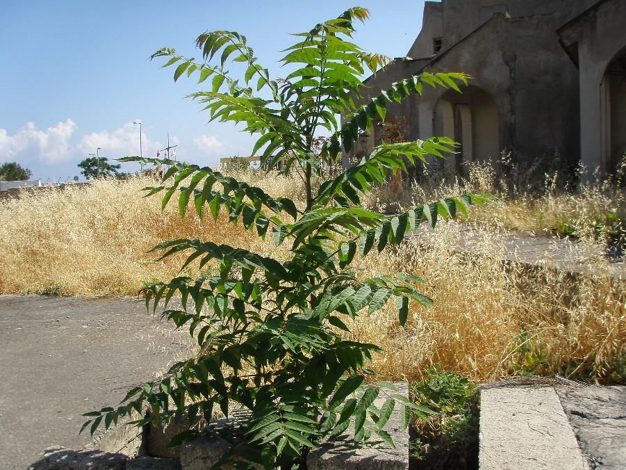 1 Flora Flora tespitleri proje yeri alanı olan toplam 7 Dönüm 3 Evlek 1500 ayak ( 10511 m 2 ) bir alanda Mayıs 2016 tarihinden itibaren yapılmıştır.