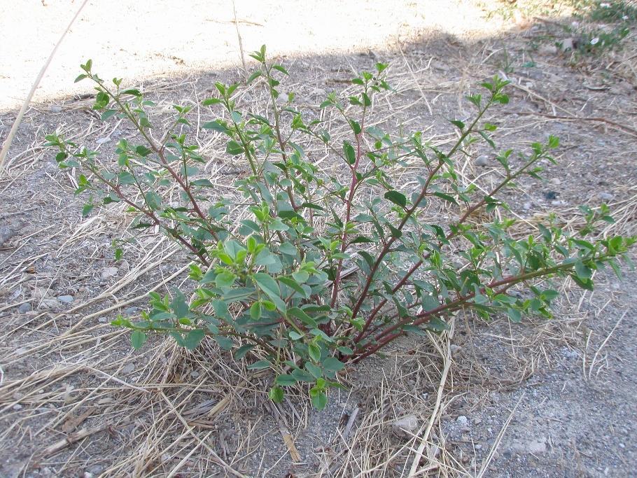 Şekil 23 Proje yerinde capparis spinosa Şekil 24 Proje yerinde Convolvuş