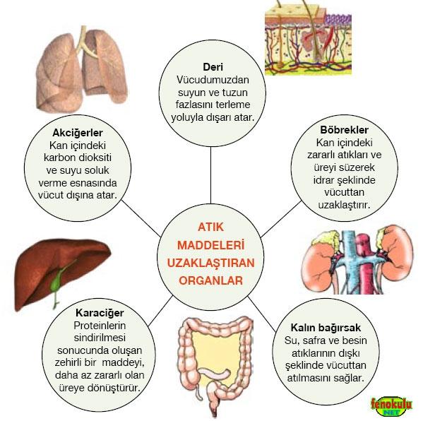 BOŞALTIM SİSTEMİ HİSTOLOJİSİ DERS NOTLARI Çalışan bir fabrika faaliyetlerini devam ettirebilmek için üretim sırasında ortaya çıkan tüm atık ürünlerini devamlı bir şekilde uzaklaştırmak zorundadır.