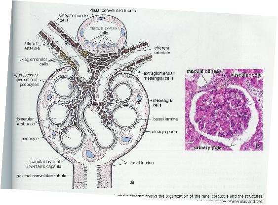 24 5. Tubulus connectivus: Tubulus distalis'i toplayıcı borulara bağlar, çok kısa olduğu için histolojik preparatlarda her zaman belirgin değildir.