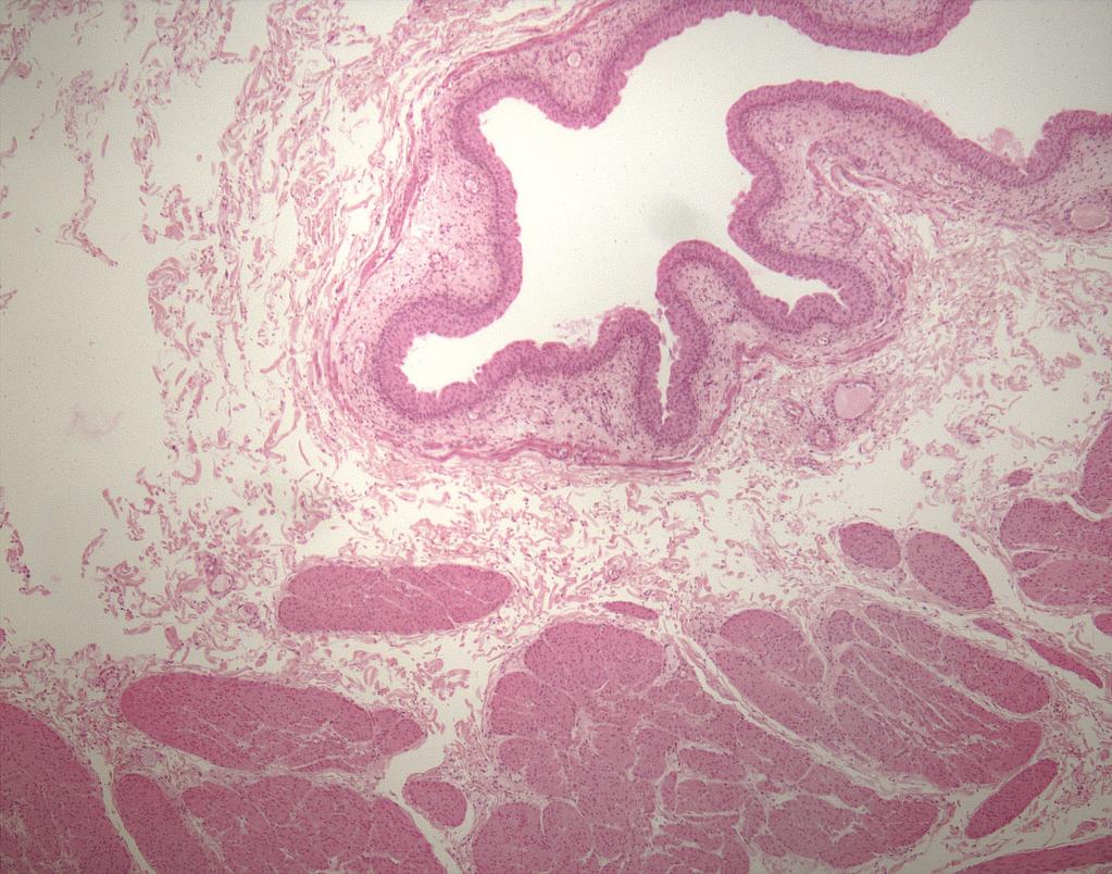 30 Sağ ve sol her iki ureterle böbreklerden gelen idrar geçici bir süre için mesanede depolanır. İdrar için genişleyebilir bir rezervuar olan mesane kavum pelvis içinde bulunur.