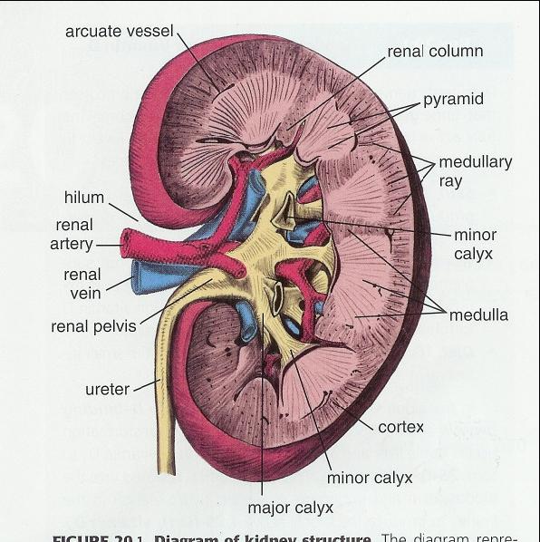 5 A. Nephron: Metanefrotik taslaktan ( nefrogen mezenşimden ) gelişir. 30-40 mm uzunluğundadır. Her böbrekte 1 milyondan fazla nefron bulunur. B.