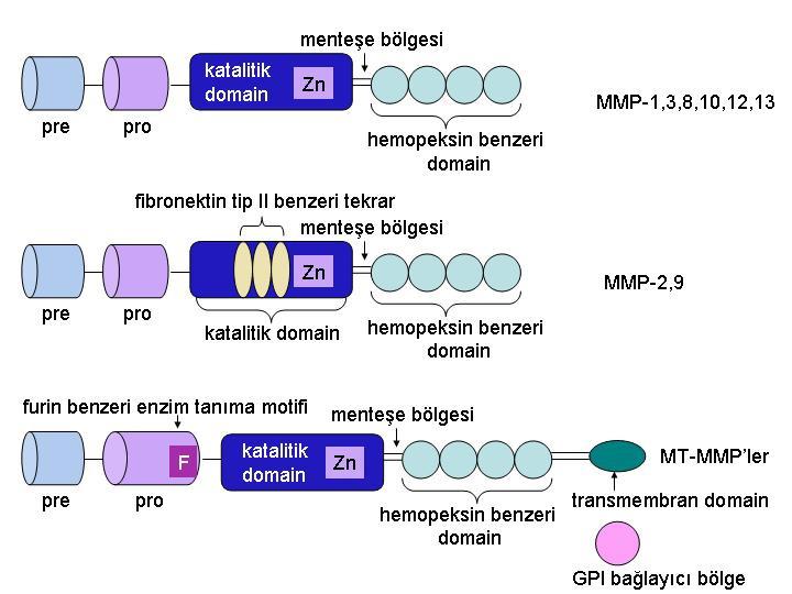 alan MMP-7 (matrilisin 1) ve MMP-26 (matrilisin 2) nın matrilisinler adı ile anıldığı 6. bir gruptan da söz edilen sınıflandırma da bazı kaynaklarda yapılmaktadır.