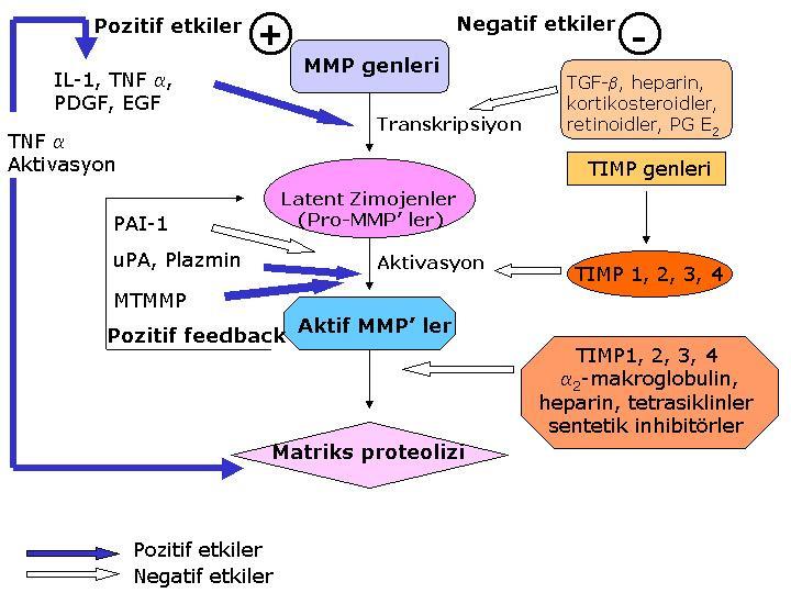 Şekil 3. MMP enzim aktivitesinin düzenlenmesi (Dollery CM 1995 ten modifiye edilmiştir).