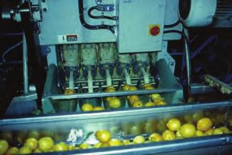 Befl yuva tafl yan bir makine dakikada 200-375 meyveyi iflleyebilmektedir.