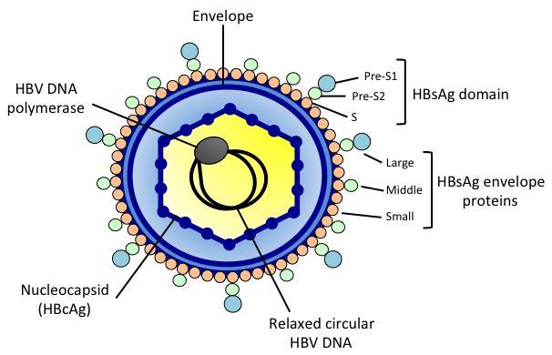 HBV nin Yapısı