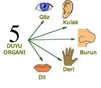 ayırt etme Tatları ayırt etme Dokunarak hissetme Görerek ayırt