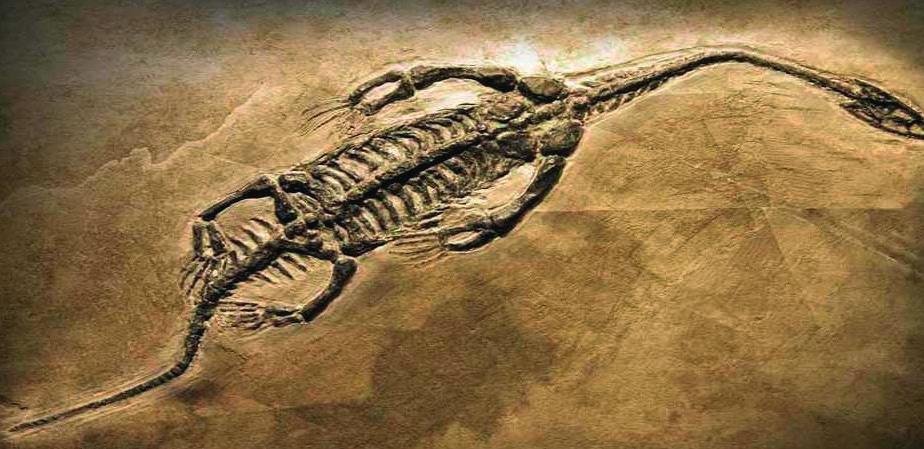 BAKIŞ 7 Geçmişin İzi; Paleontoloji Birebir çevirisiyle "eski varlık bilimi" anlamına gelen paleontoloji, fosiller ile ilgilenen bilim dalıdır.