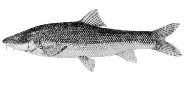 Bu balıkların özellikleri aşağıdaki gibidir. Takım: Cypriniformes Familya: Cyprinidae Şekil 1.