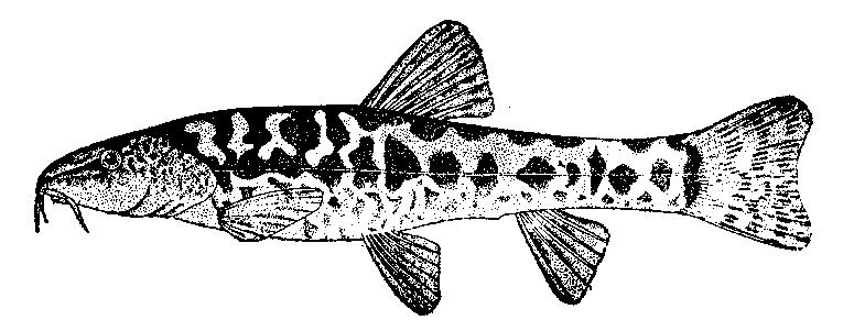 Lateralindeki pul sayısı 46-55 olup Sakarya ve Kızılırmak havzalarında bulunmaktadır. Küçük ve gümüşi renklere sahip bu balığın pulları kolayca dökülmektedir.