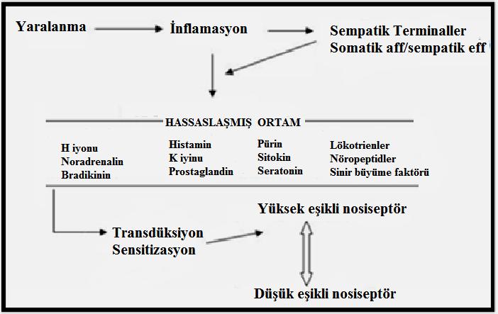 Normalde ağrılı uyaran oluşturamayacak şiddetteki uyaranlar bile ağrı olarak algılanır.