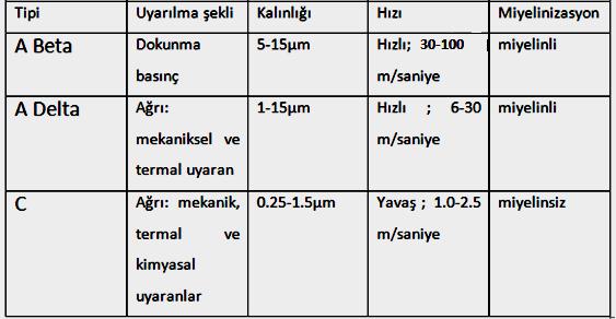 Bu liflerin yapısında miyelin yer almaz. Keskin ağrı kişiyi uyararak zarar veren etkenden uzaklaşmasını sağlarken yavaş ağrı ise gittikçe artar ve ızdırap verici hale gelebilir (23, 63). Şekil 2.