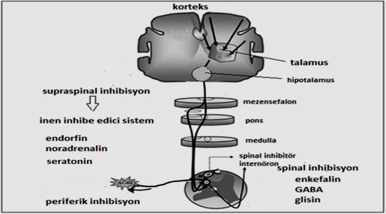 uyarı olduğu zaman spinal ve supraspinal seviyede, biraz geç dönemde ise periferal düzeyde inhibisyon başlar (12). Spinal inhibisyondan presinaptik alanda yer alan spinal internöronlar sorumludur.