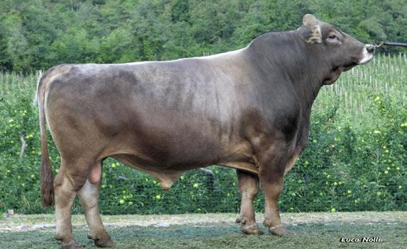 MONTOFON BROWNSWISS VEMERGENS I V I D IT