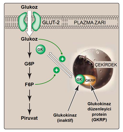GK AKTİVİTESİ GLUKOZ VE F-6-P İLE DENETLENİR Glukokinazın çekirdekte regülatör protein GKRP ye bağlanması ile enzim aknvitesi tamamen inhibe olur.